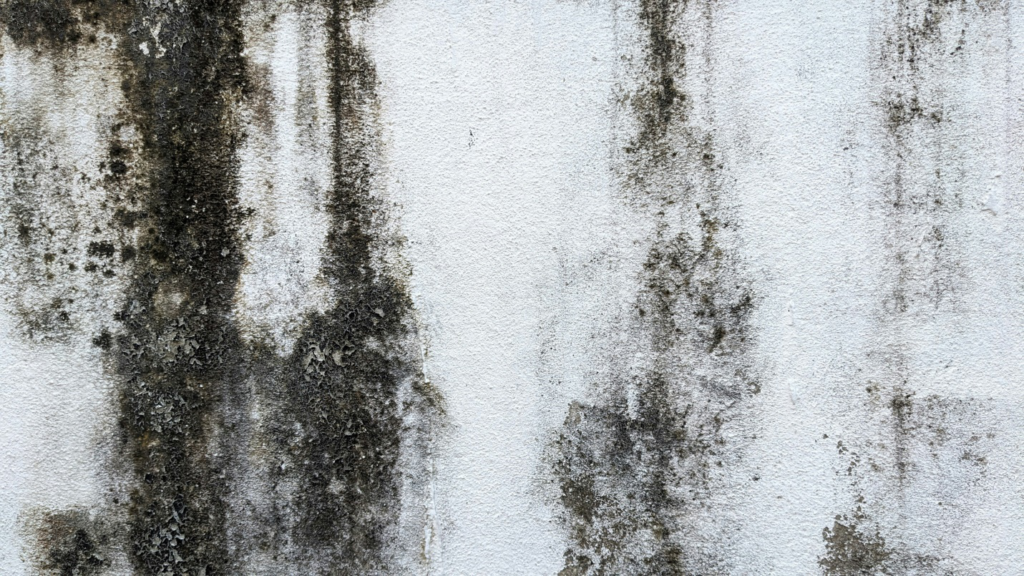 mold growth on a wall 