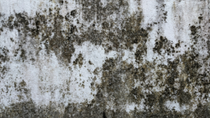 moss growing on a wall