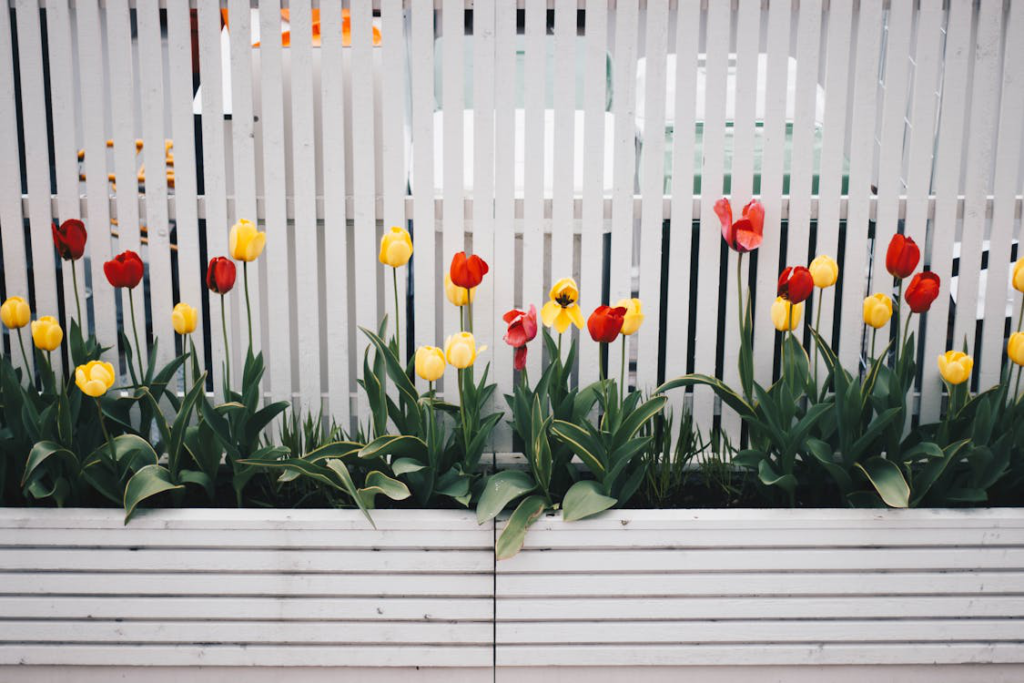 Yellow and red tulip flowers next to a white fence.